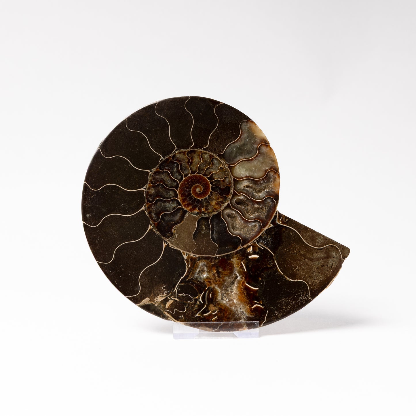 Cleoniceras Ammonite - Cut & Polished Pair