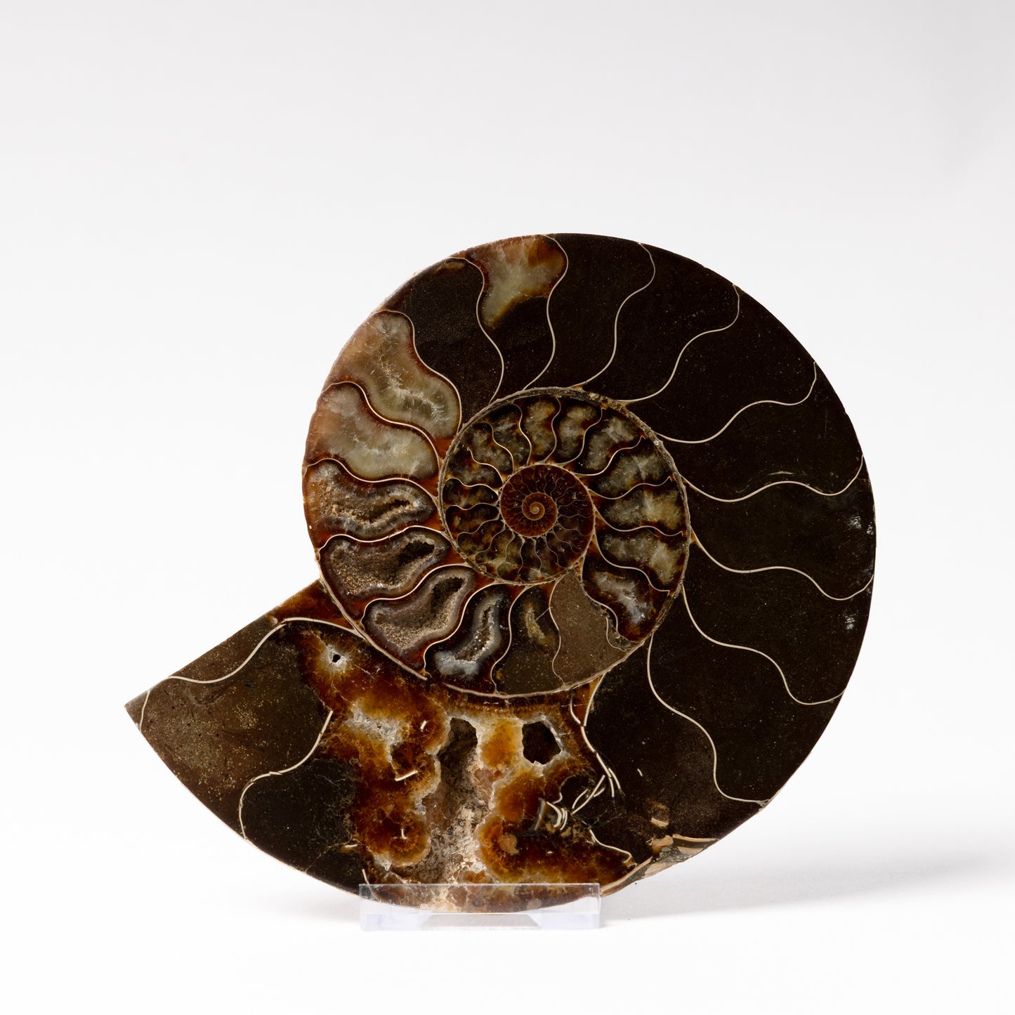 Cleoniceras Ammonite - Cut & Polished Pair