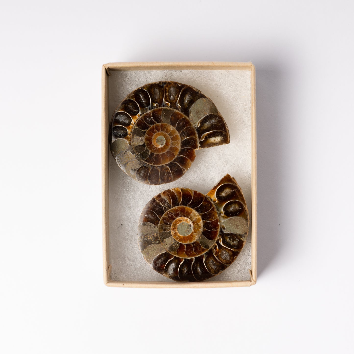 Cleoniceras Ammonite - Cut & Polished Pair