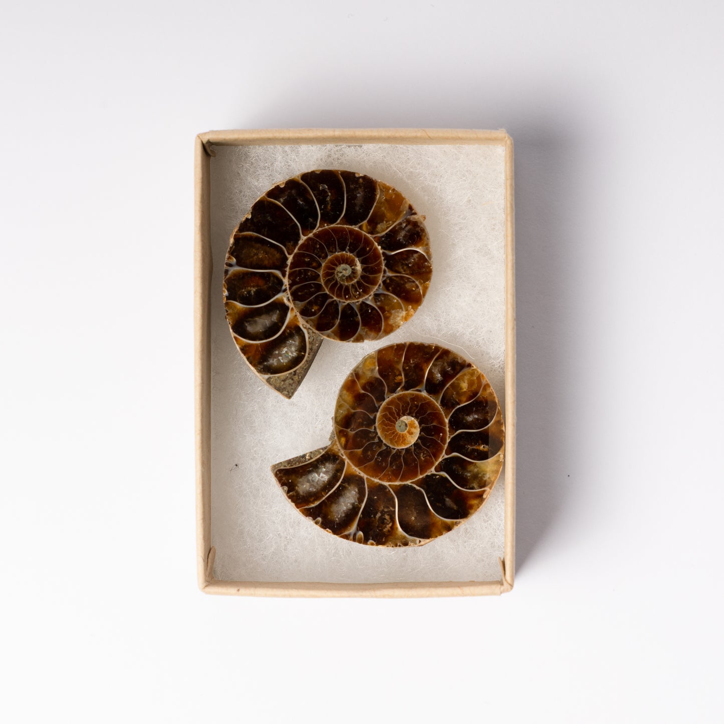 Cleoniceras Ammonite - Cut & Polished Pair