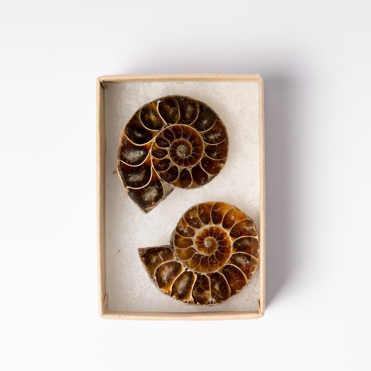 Cleoniceras Ammonite - Cut & Polished Pair