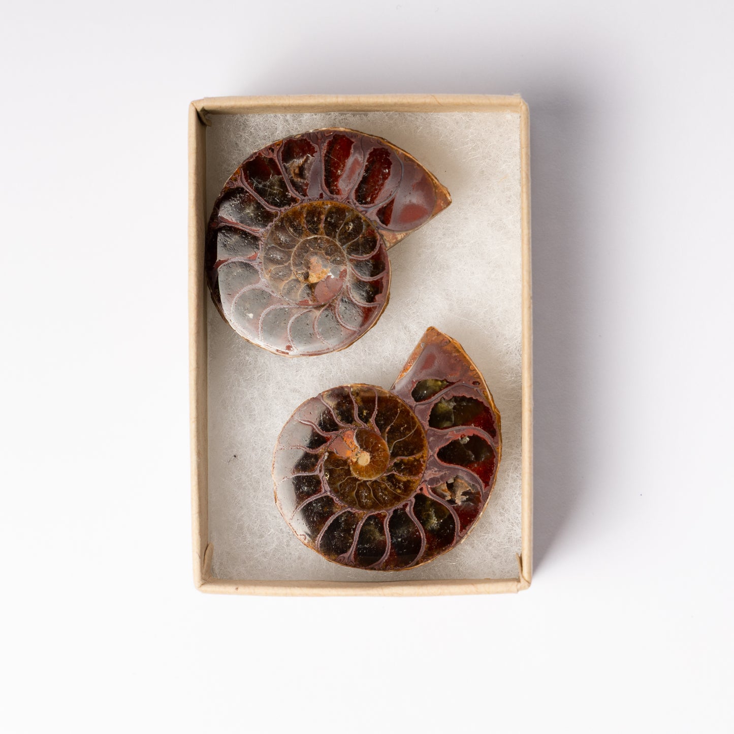 Cleoniceras Ammonite - Cut & Polished Pair