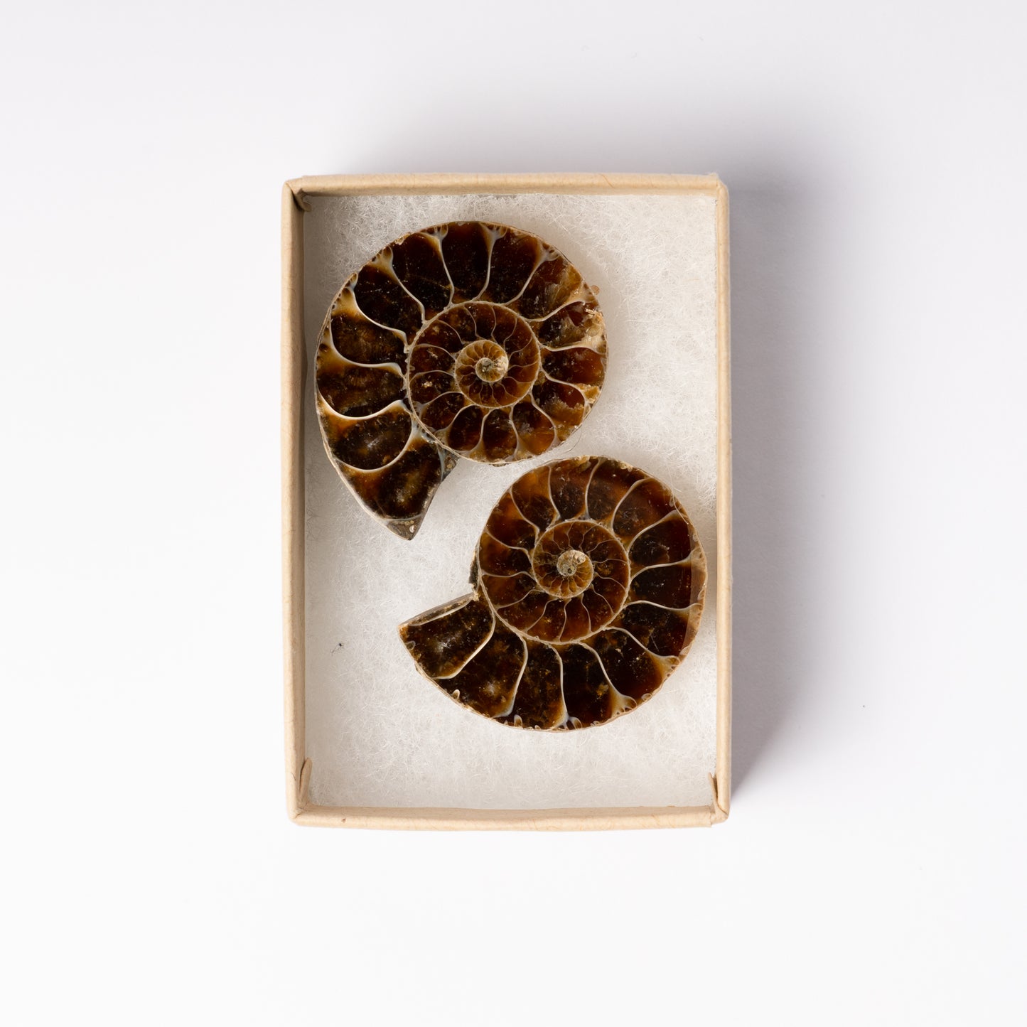 Cleoniceras Ammonite - Cut & Polished Pair