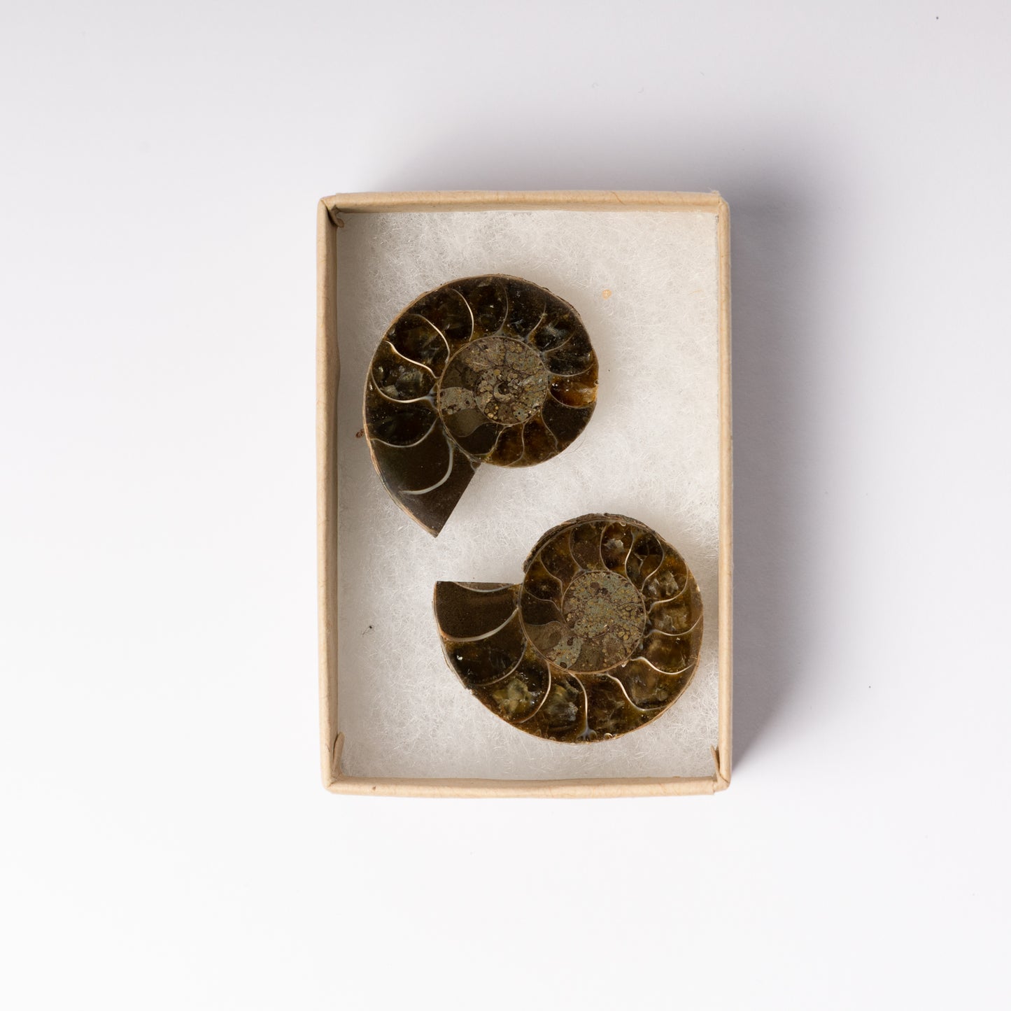 Cleoniceras Ammonite - Cut & Polished Pair