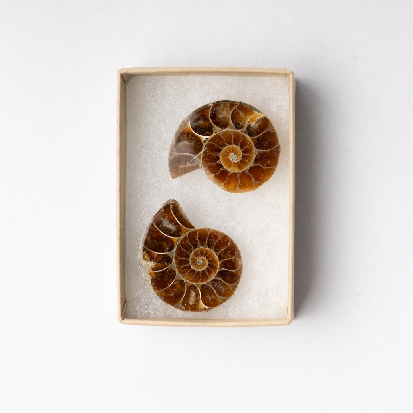 Cleoniceras Ammonite - Cut & Polished Pair