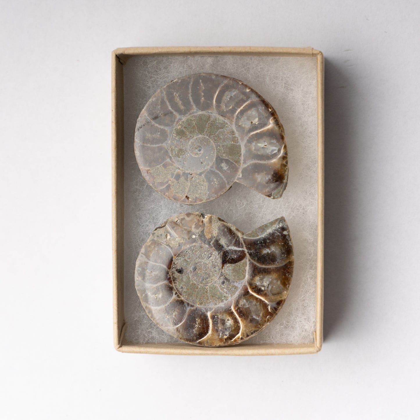 Cleoniceras Ammonite - Cut & Polished Pair
