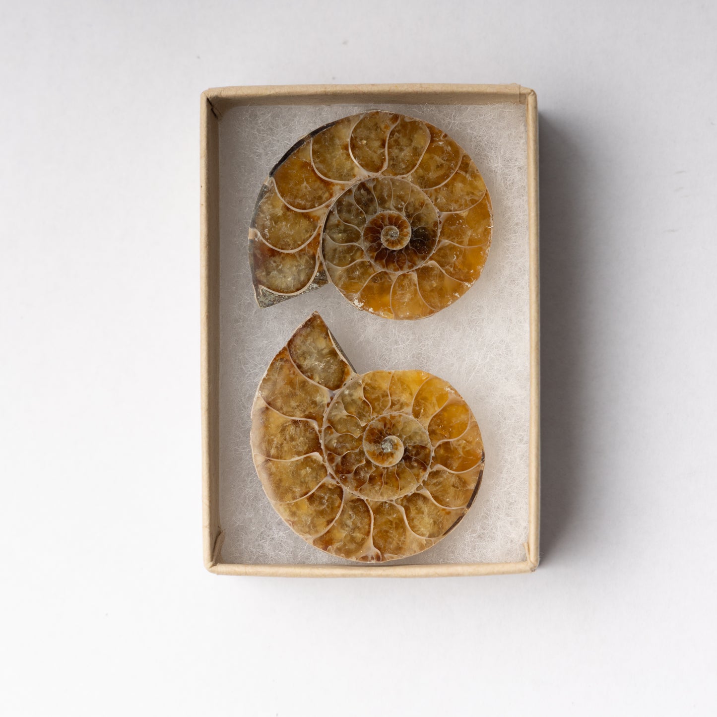 Cleoniceras Ammonite - Cut & Polished Pair