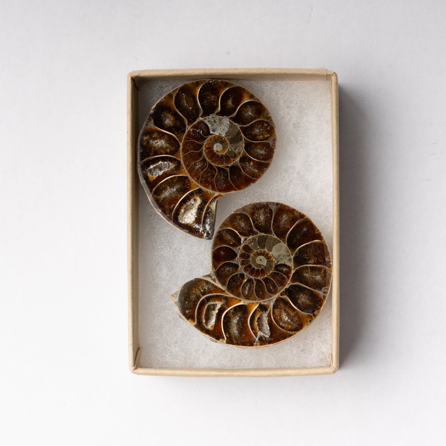 Cleoniceras Ammonite - Cut & Polished Pair