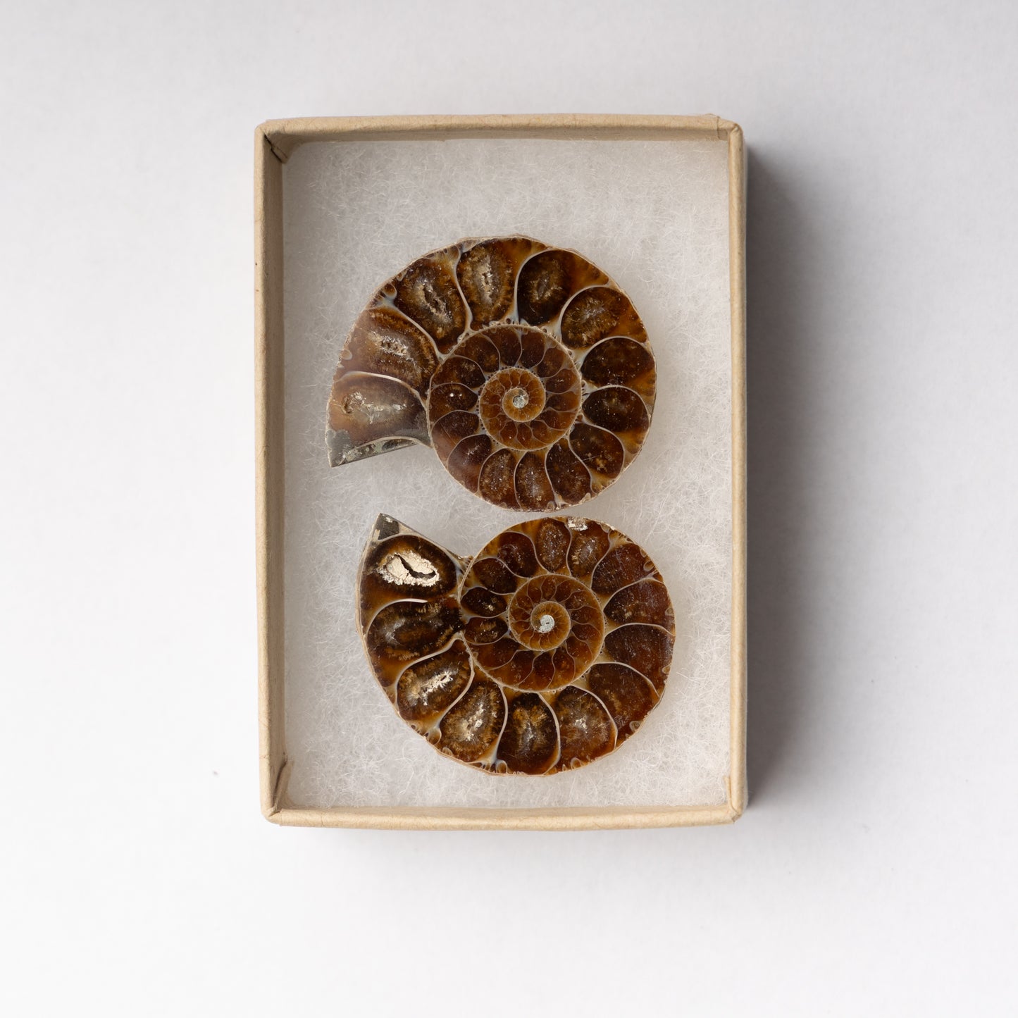 Cleoniceras Ammonite - Cut & Polished Pair