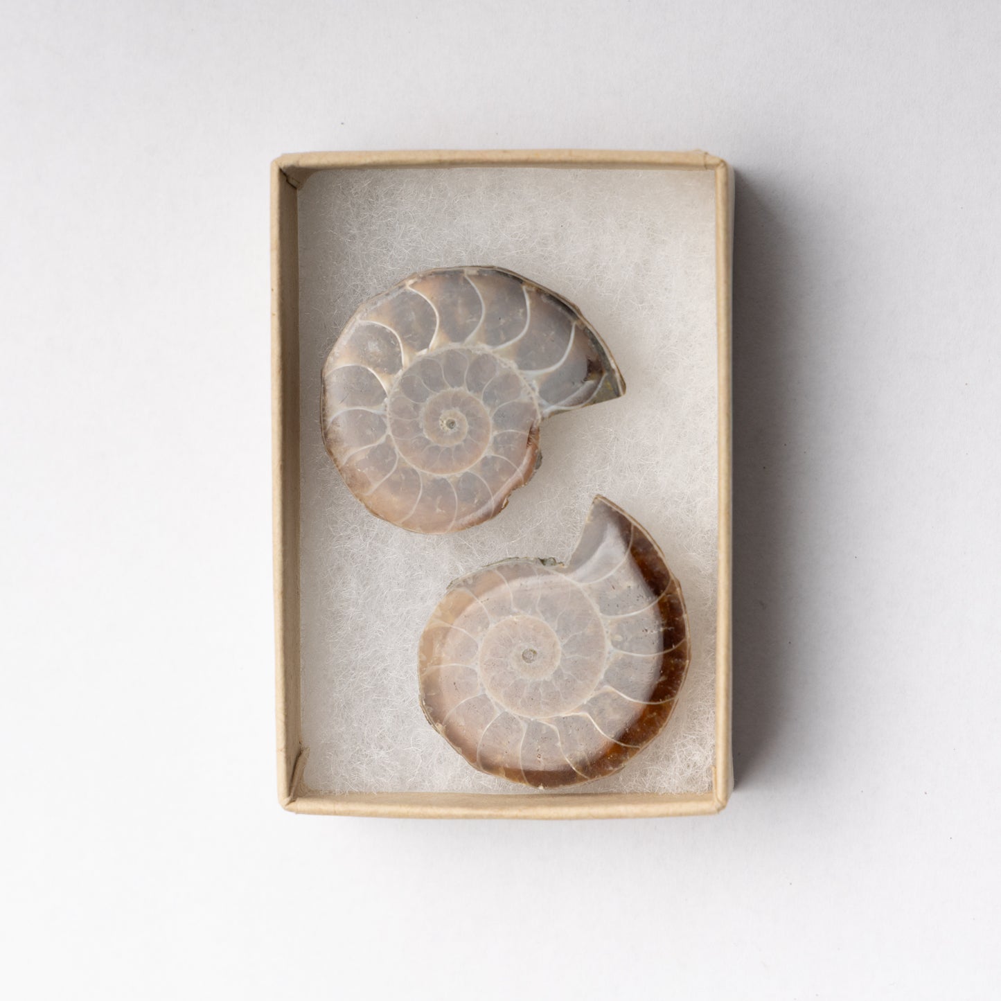 Cleoniceras Ammonite - Cut & Polished Pair
