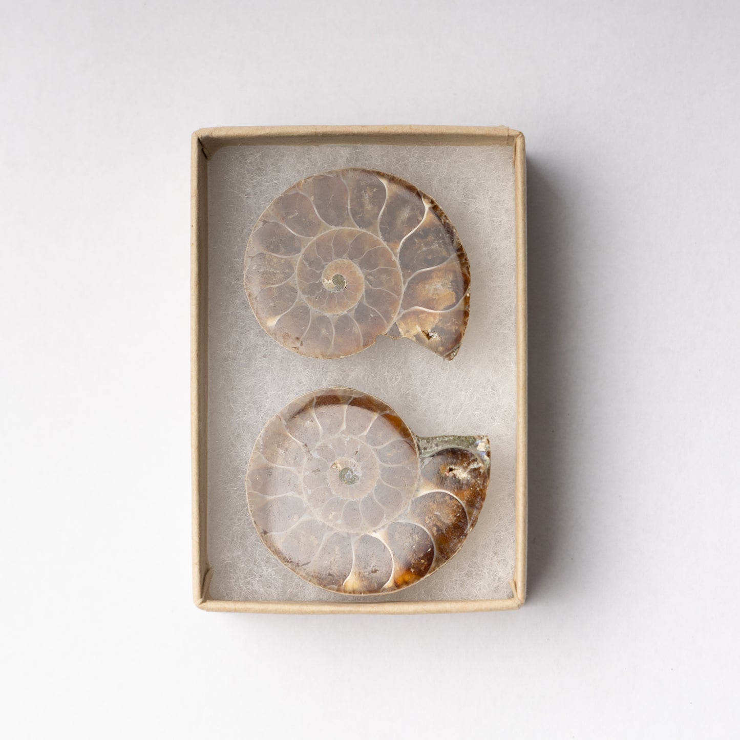 Cleoniceras Ammonite - Cut & Polished Pair