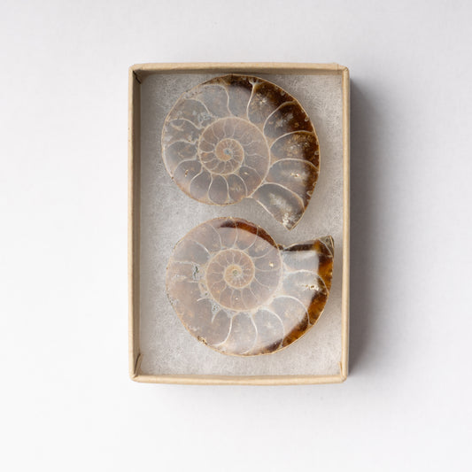 Cleoniceras Ammonite - Cut & Polished Pair