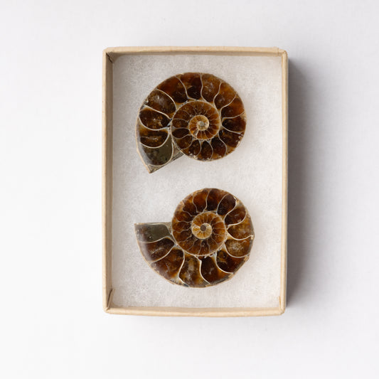 Cleoniceras Ammonite - Cut & Polished Pair