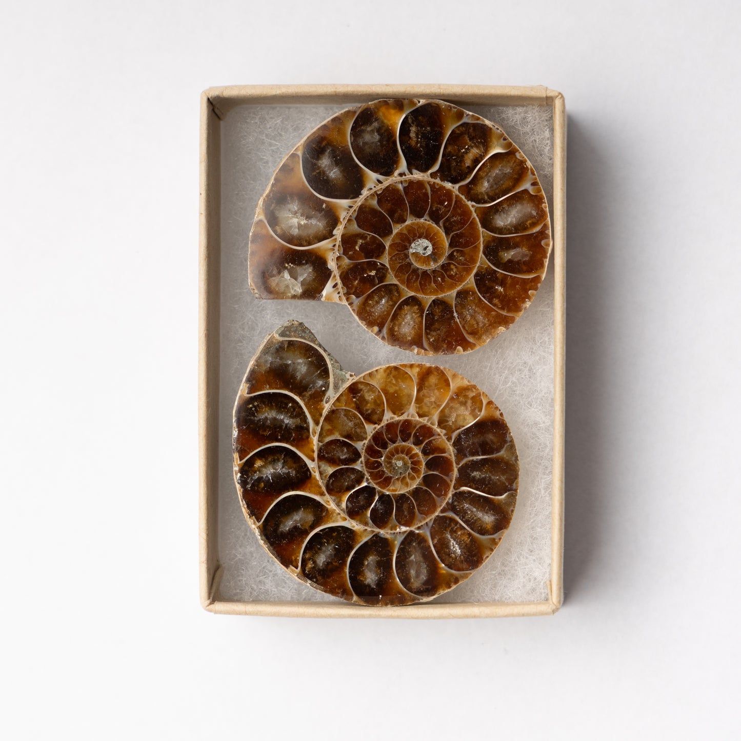 Cleoniceras Ammonite - Cut & Polished Pair