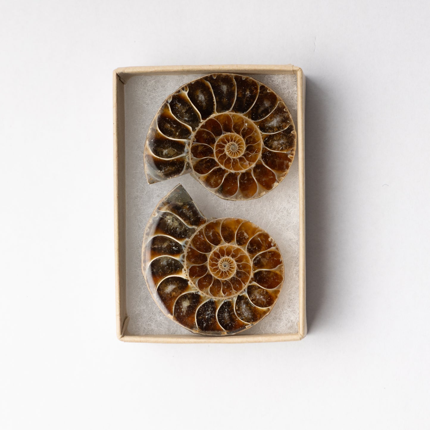 Cleoniceras Ammonite - Cut & Polished Pair