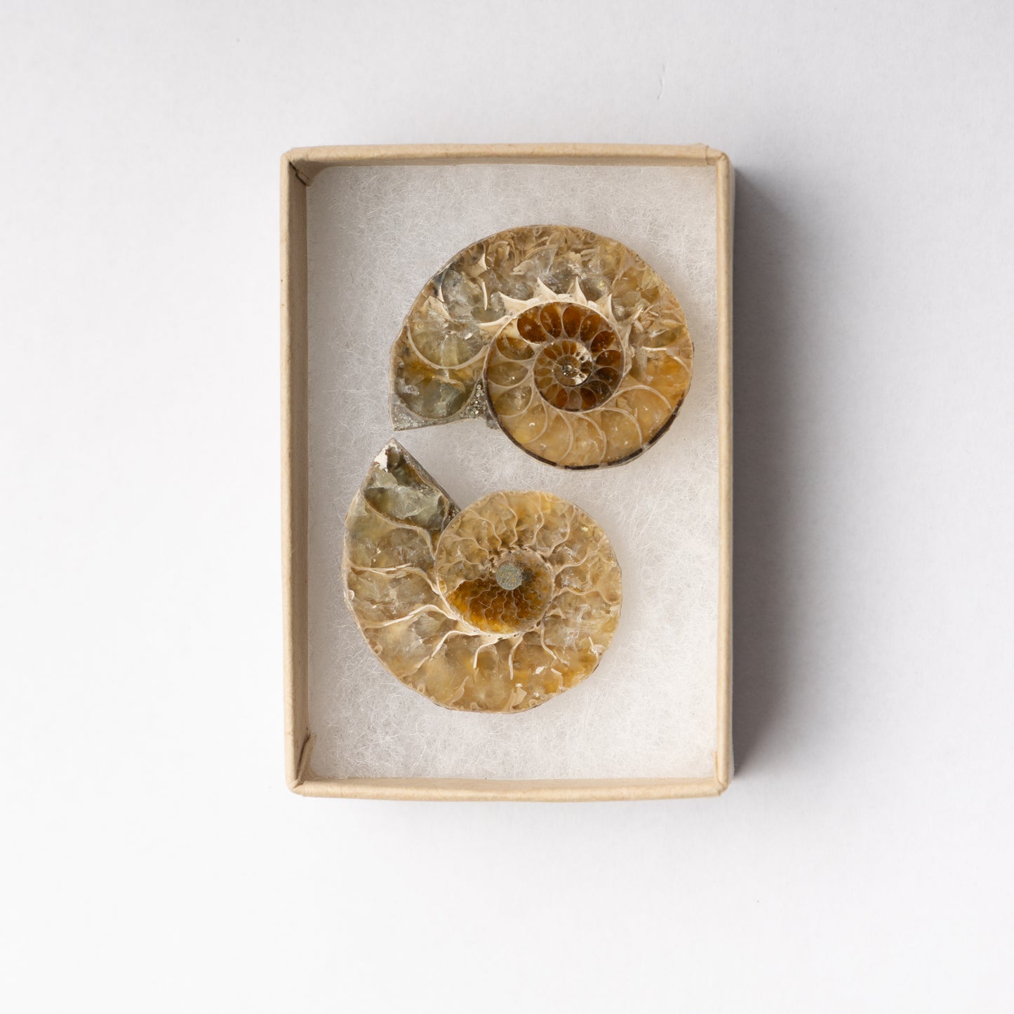 Cleoniceras Ammonite - Cut & Polished Pair