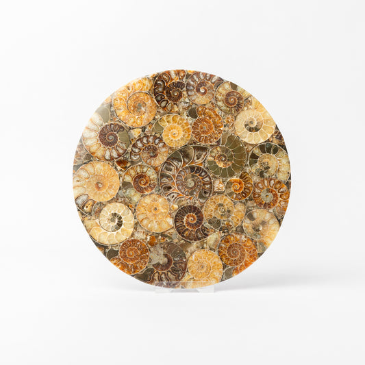 Cleoniceras Ammonite - Composite Disc