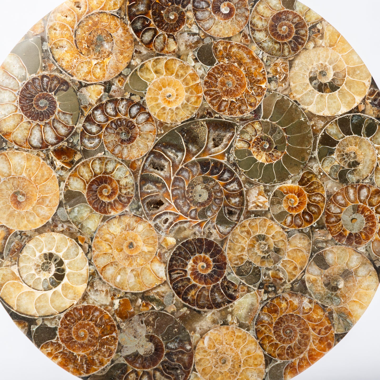 Cleoniceras Ammonite - Composite Disc