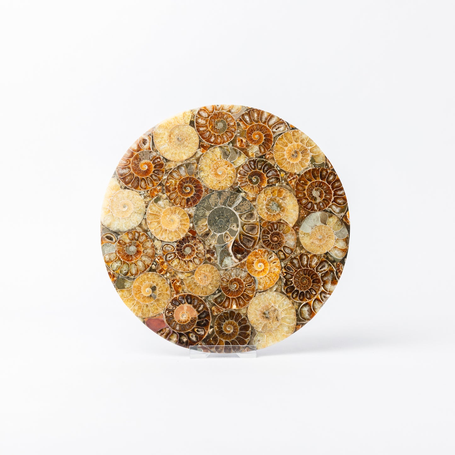 Cleoniceras Ammonite - Composite Disc