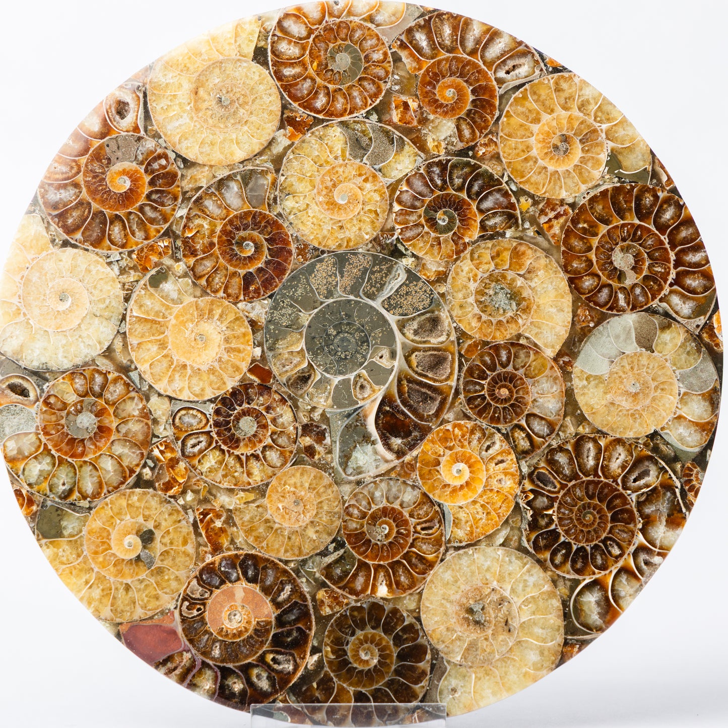 Cleoniceras Ammonite - Composite Disc