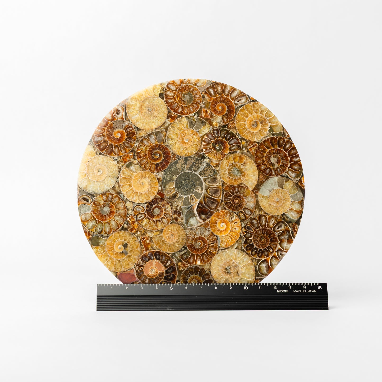 Cleoniceras Ammonite - Composite Disc