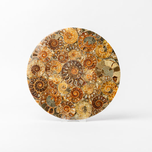 Cleoniceras Ammonite - Composite Disc
