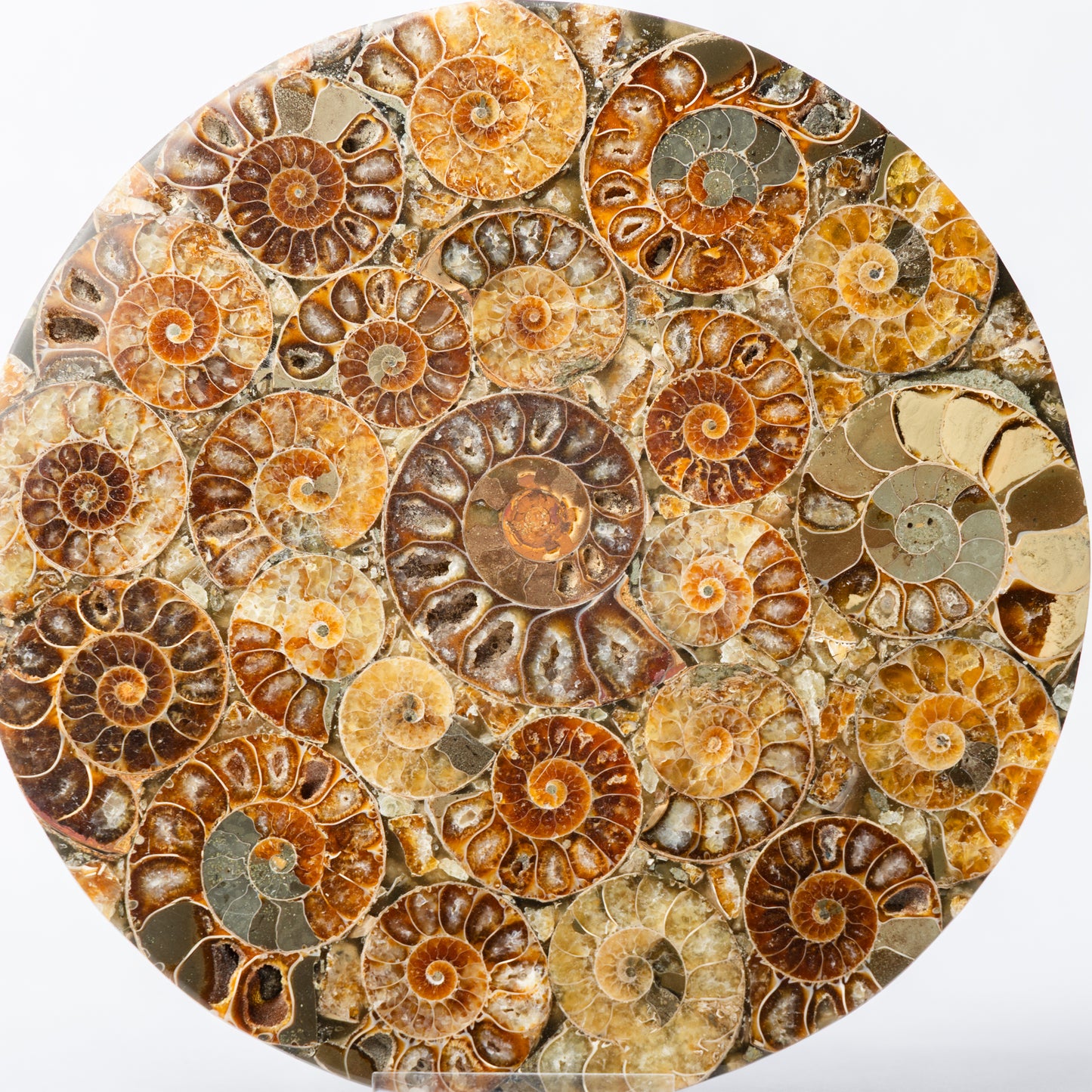 Cleoniceras Ammonite - Composite Disc