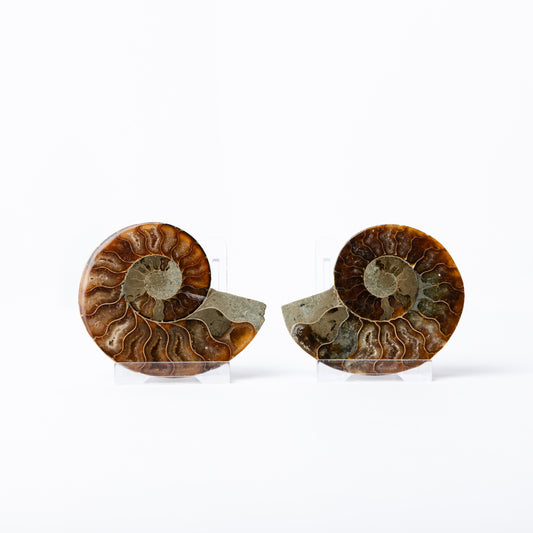 Cleoniceras sp. Ammonite - Cut & Polished Pair