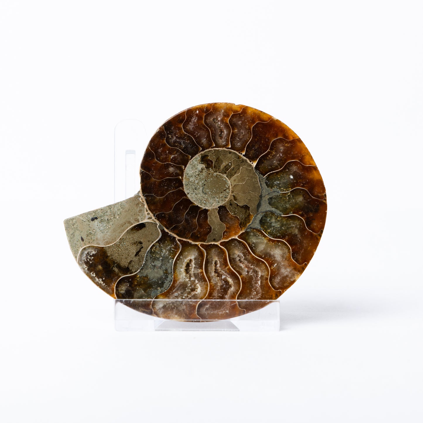Cleoniceras sp. Ammonite - Cut & Polished Pair