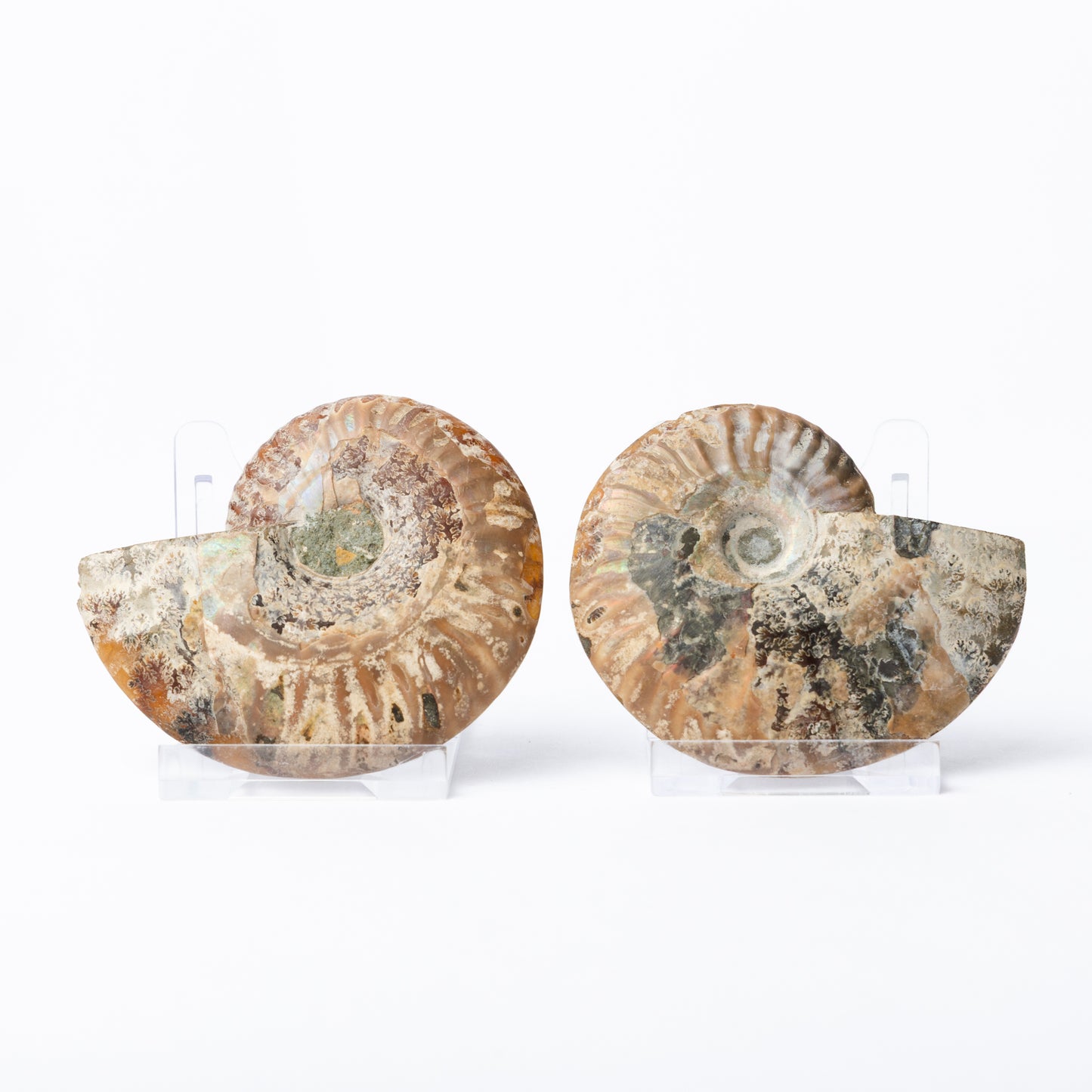 Cleoniceras sp. Ammonite - Cut & Polished Pair