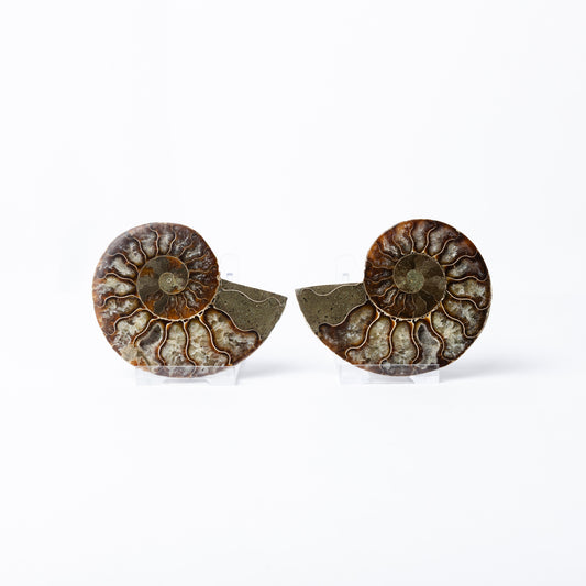 Cleoniceras sp. Ammonite - Cut & Polished Pair