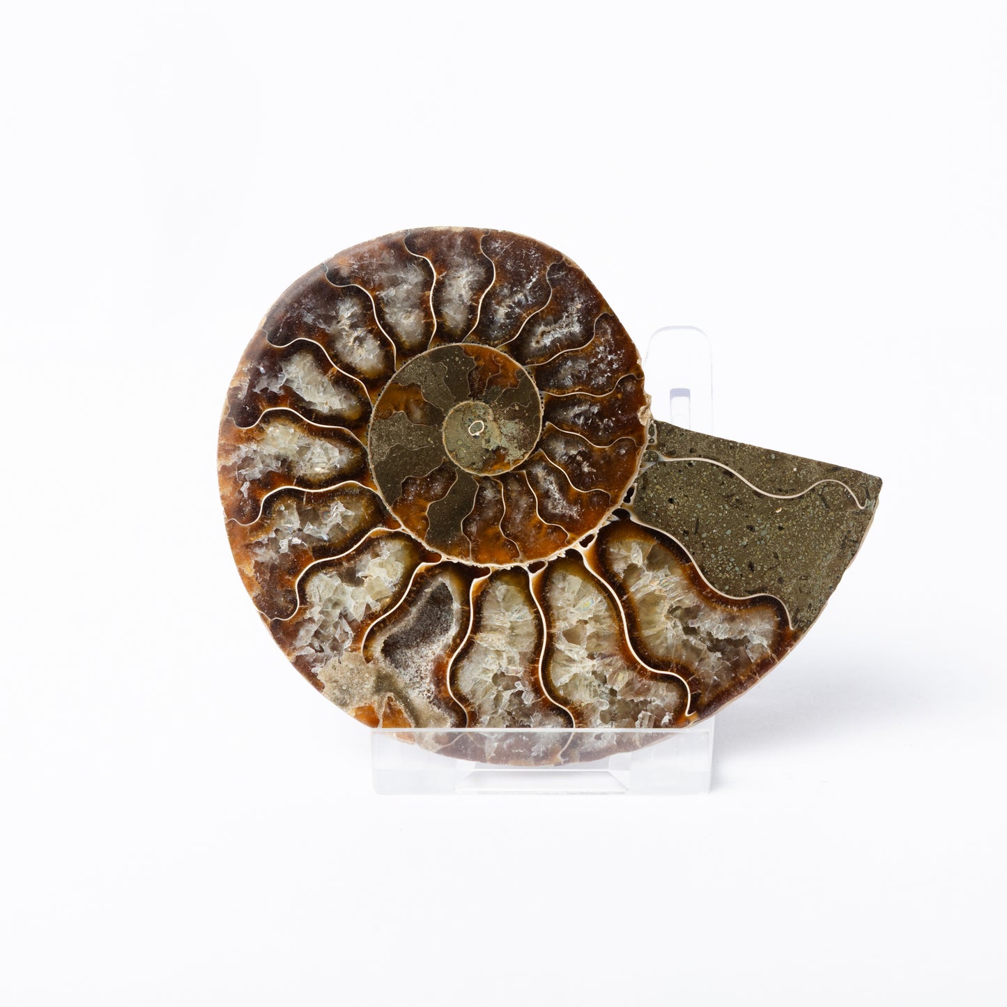 Cleoniceras sp. Ammonite - Cut & Polished Pair