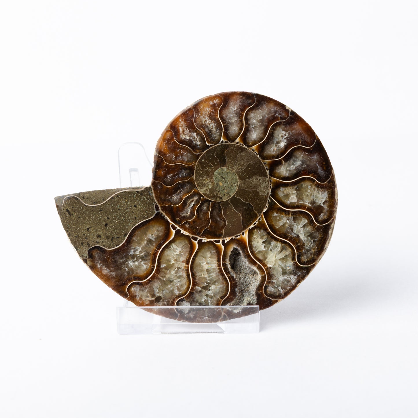 Cleoniceras sp. Ammonite - Cut & Polished Pair