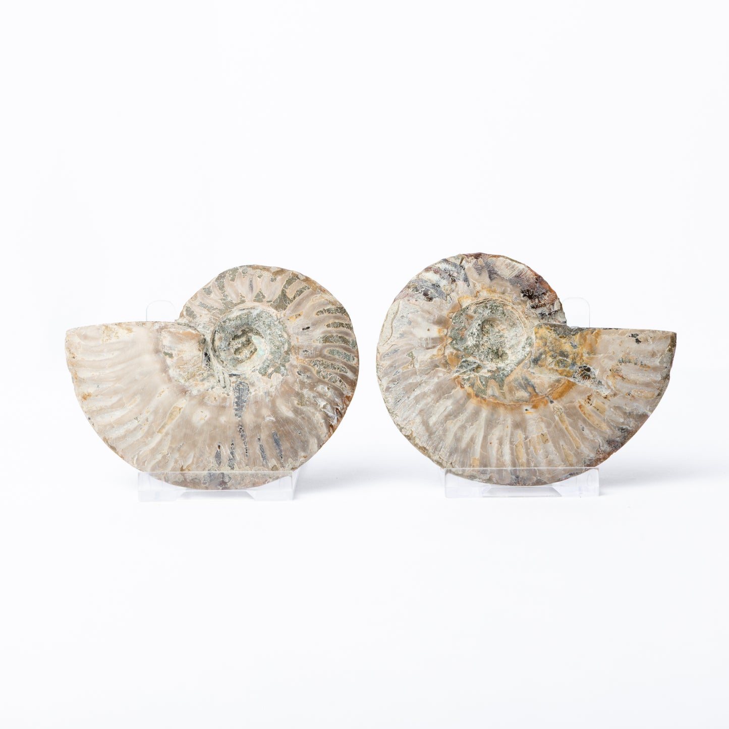 Cleoniceras sp. Ammonite - Cut & Polished Pair