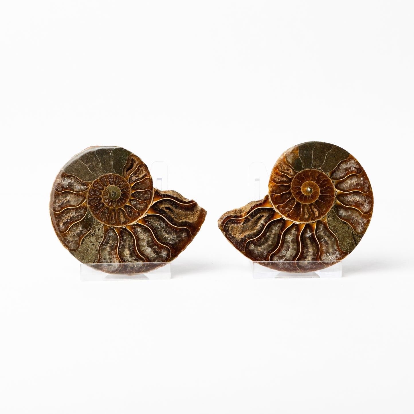 Cleoniceras sp. Ammonite - Cut & Polished Pair