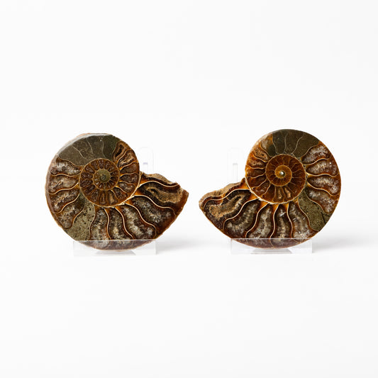 Cleoniceras sp. Ammonite - Cut & Polished Pair