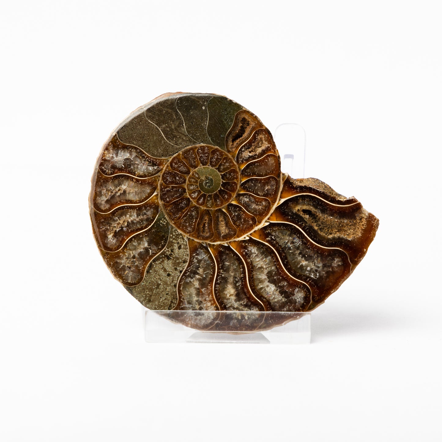 Cleoniceras sp. Ammonite - Cut & Polished Pair