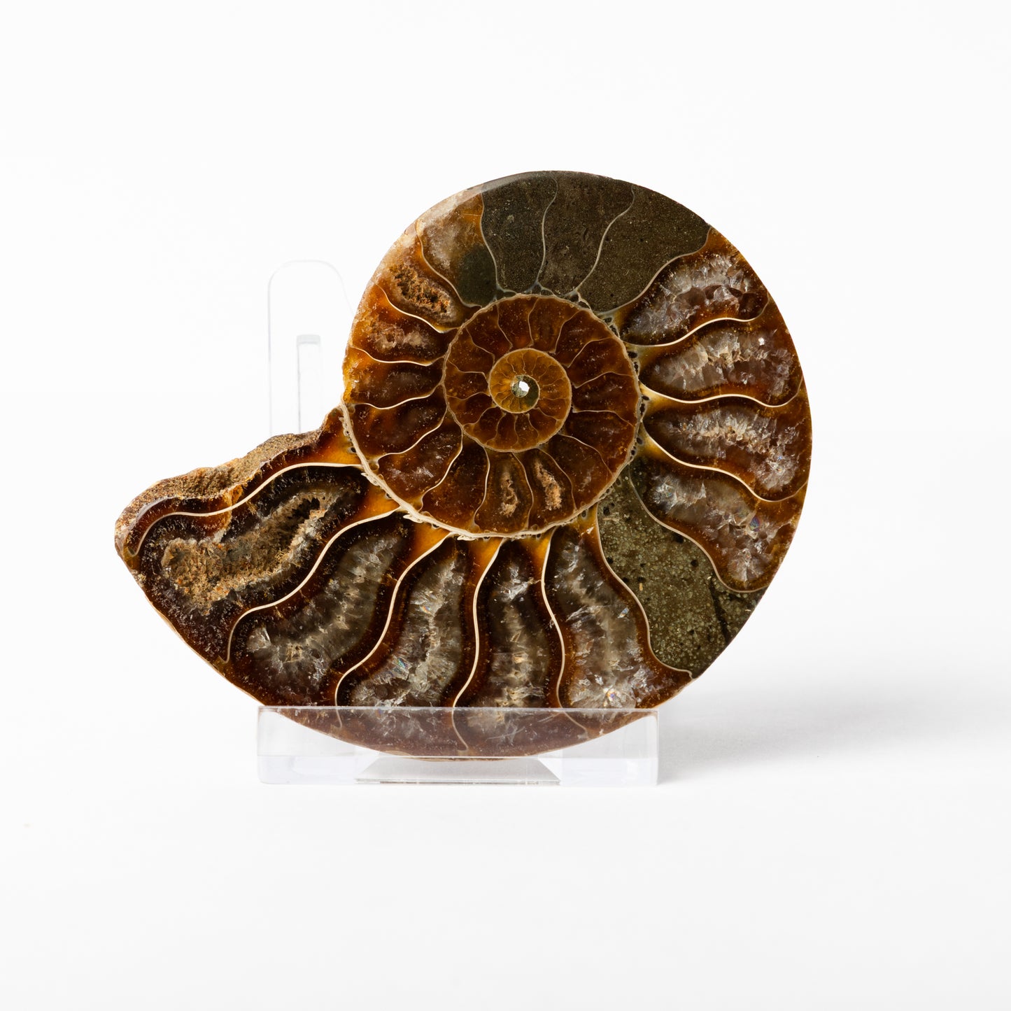 Cleoniceras sp. Ammonite - Cut & Polished Pair