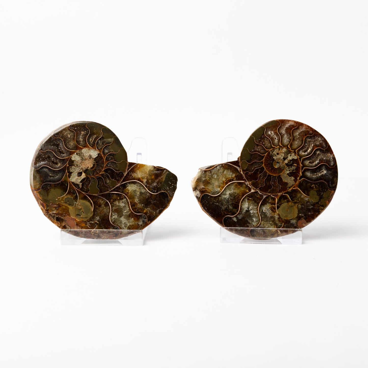 Cleoniceras sp. Ammonite - Cut & Polished Pair