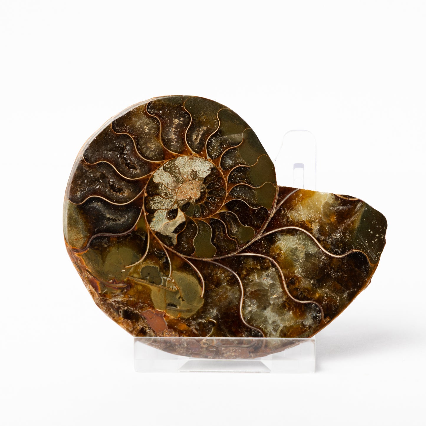 Cleoniceras sp. Ammonite - Cut & Polished Pair