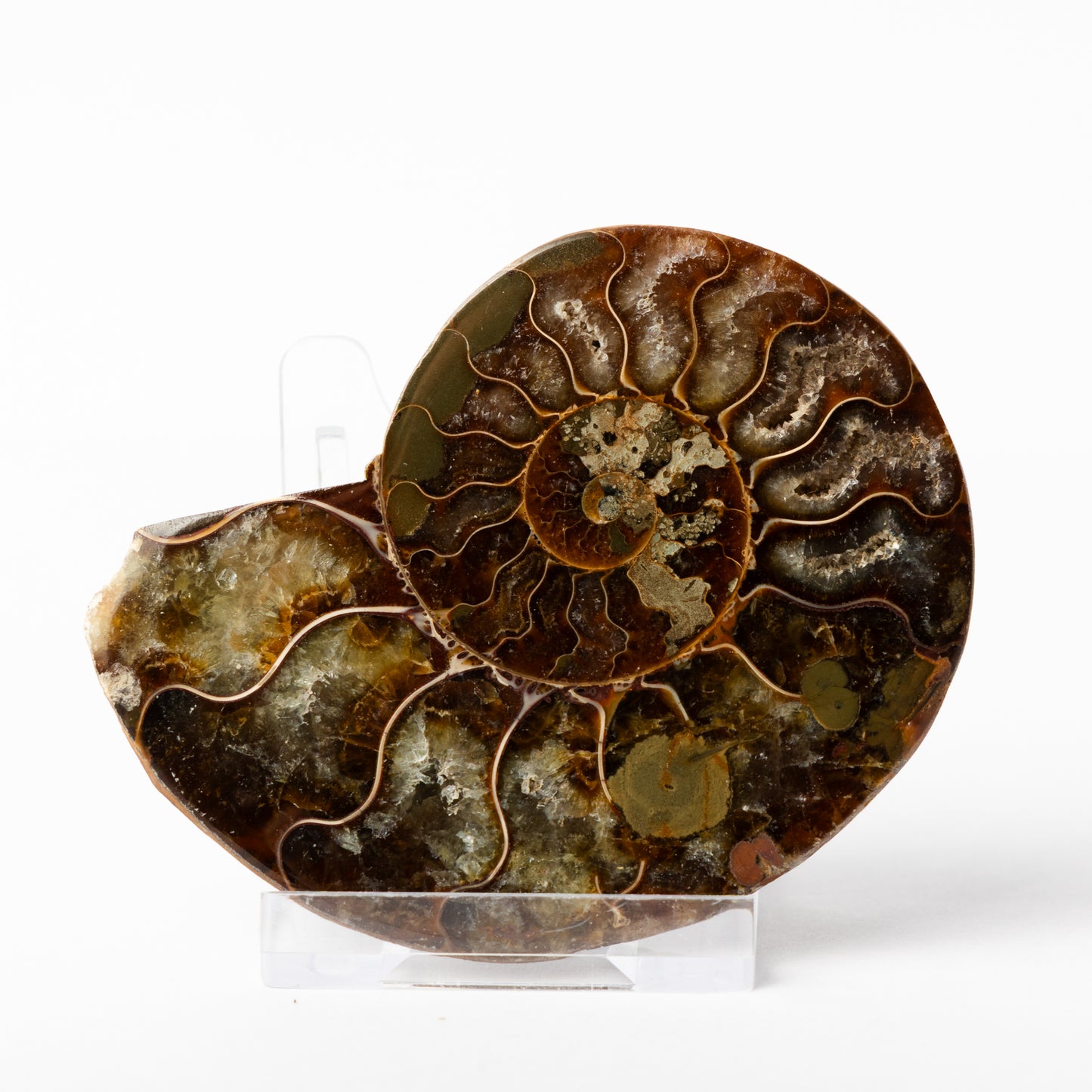 Cleoniceras sp. Ammonite - Cut & Polished Pair