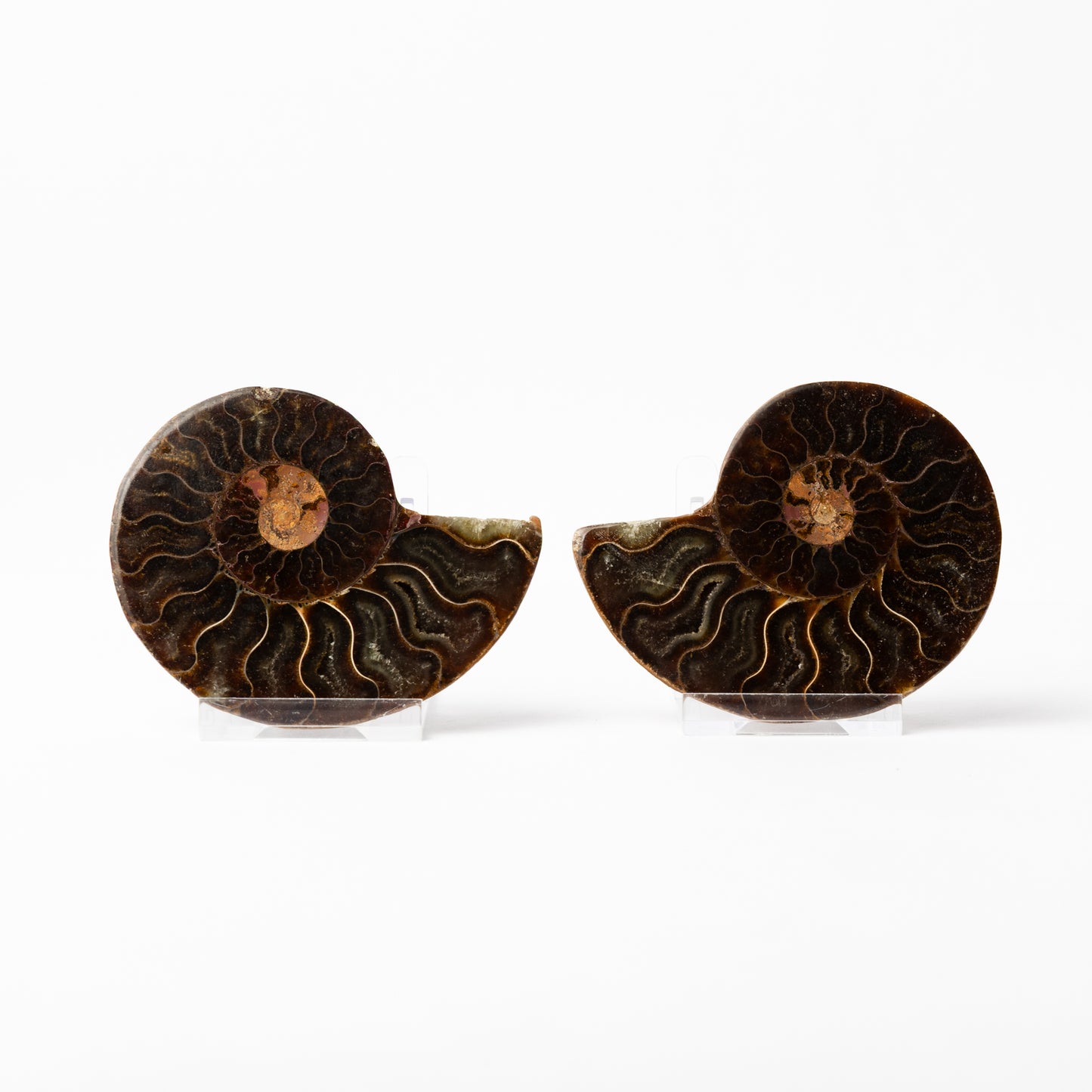 Cleoniceras sp. Ammonite - Cut & Polished Pair