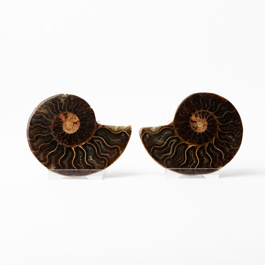 Cleoniceras sp. Ammonite - Cut & Polished Pair