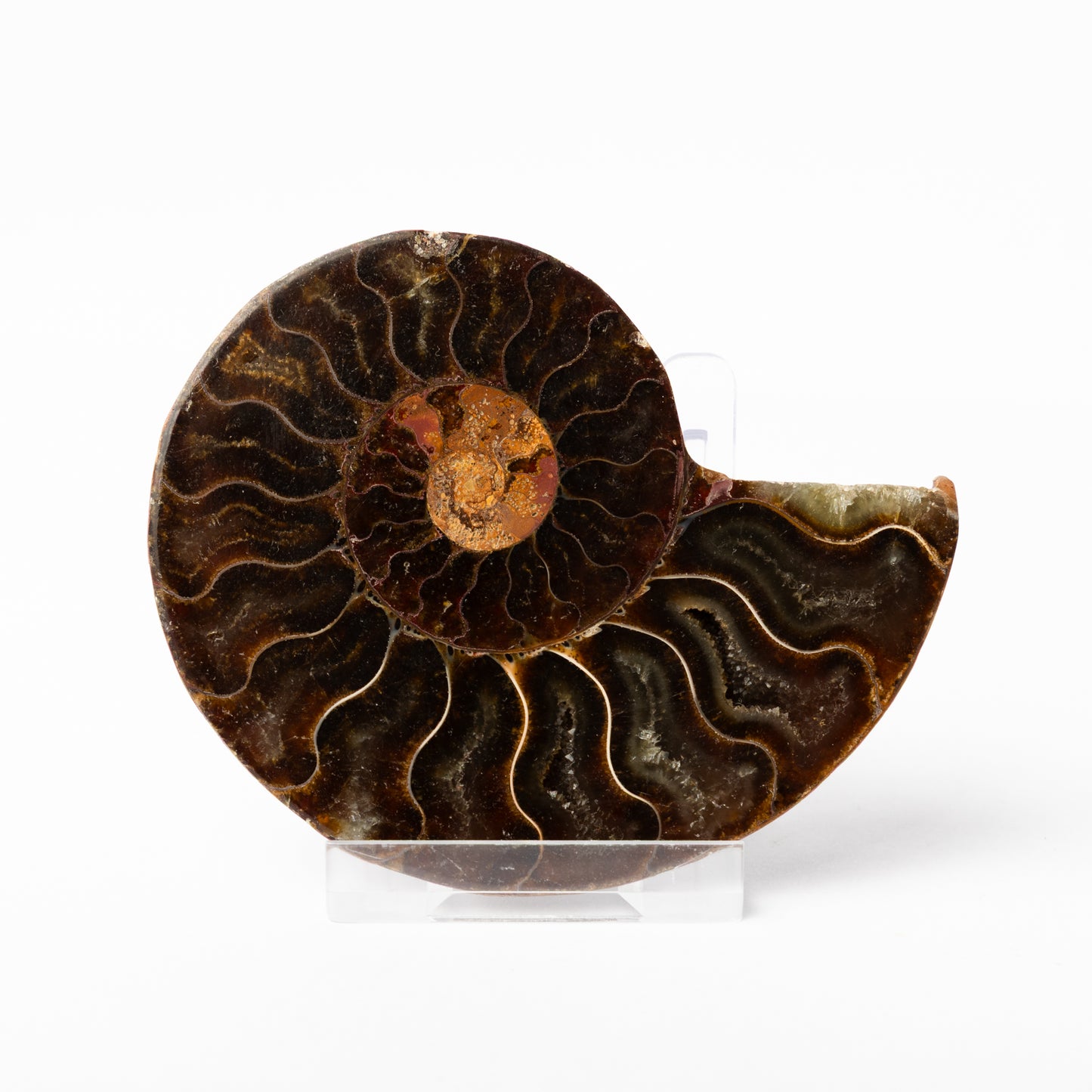 Cleoniceras sp. Ammonite - Cut & Polished Pair