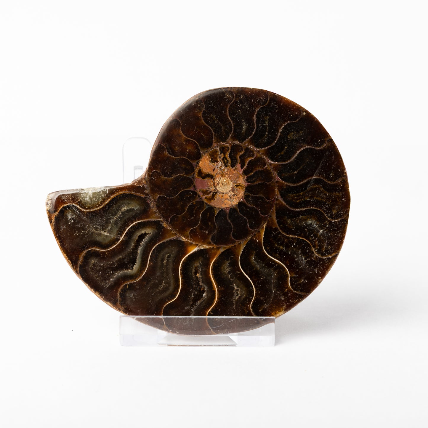 Cleoniceras sp. Ammonite - Cut & Polished Pair