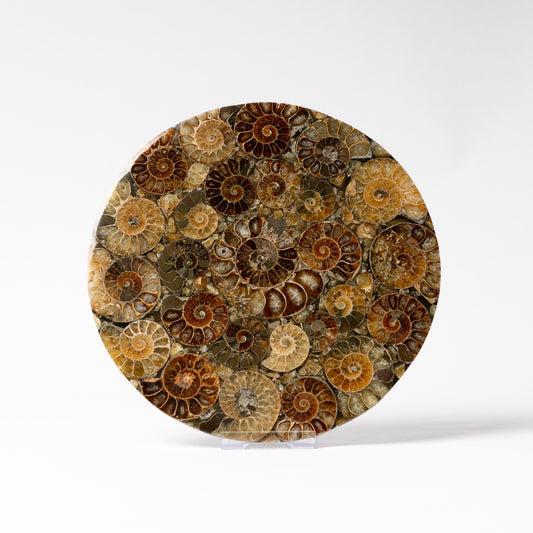 Cleoniceras Ammonite - Composite Disc