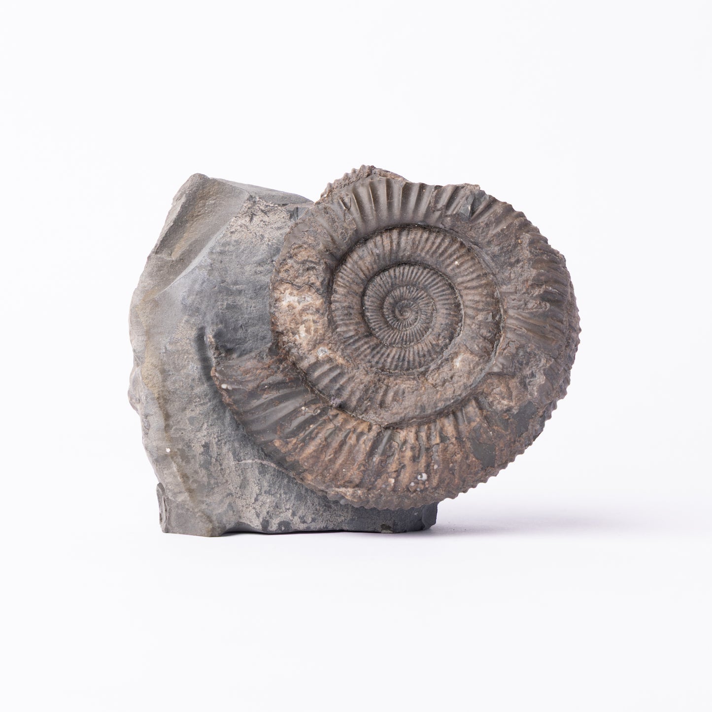 Dactylioceras sp. Ammonite