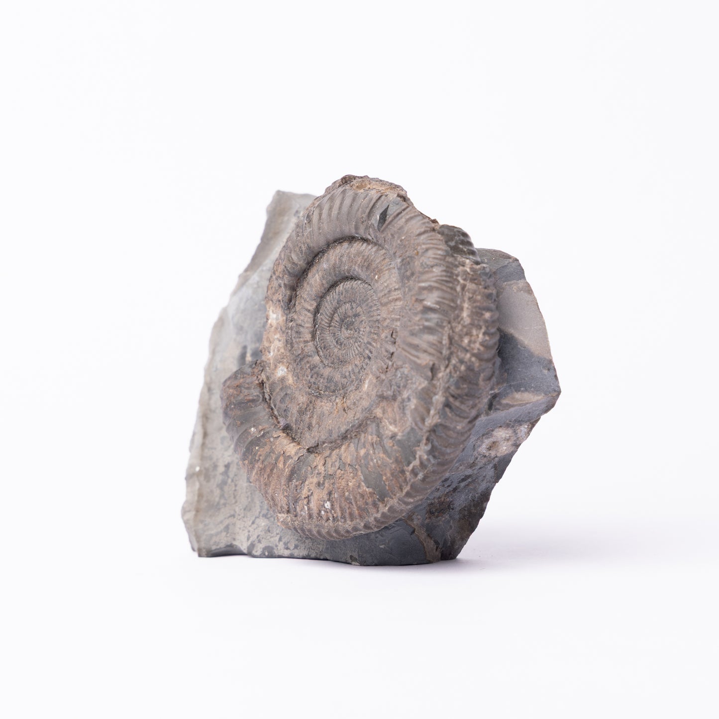 Dactylioceras sp. Ammonite