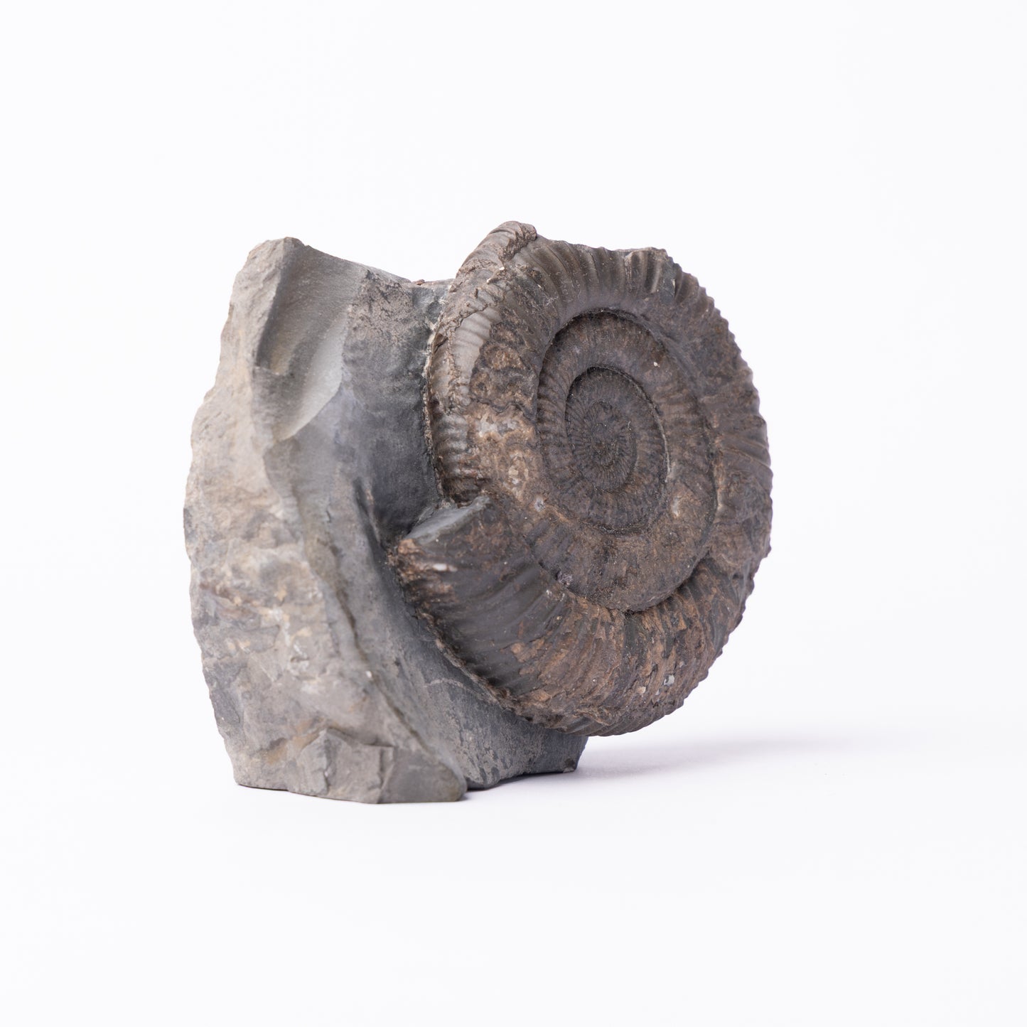 Dactylioceras sp. Ammonite