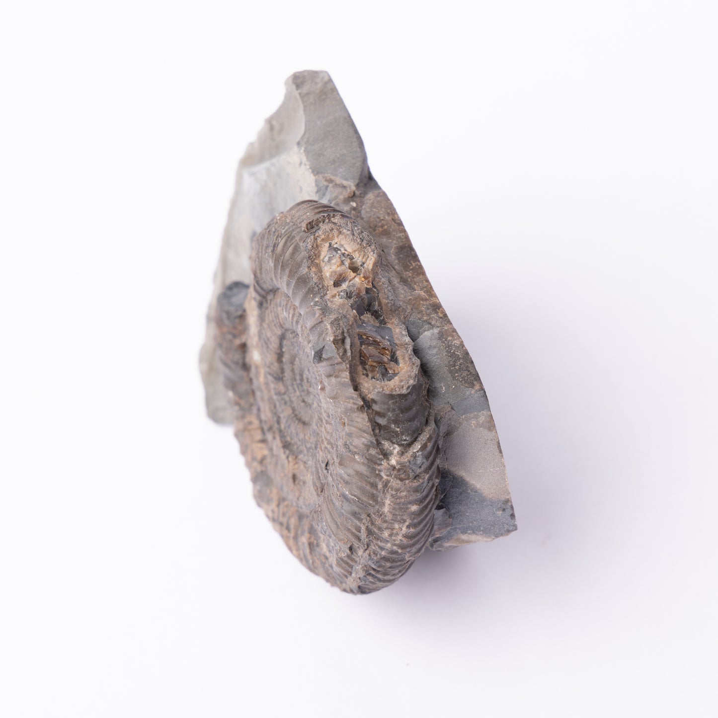 Dactylioceras sp. Ammonite